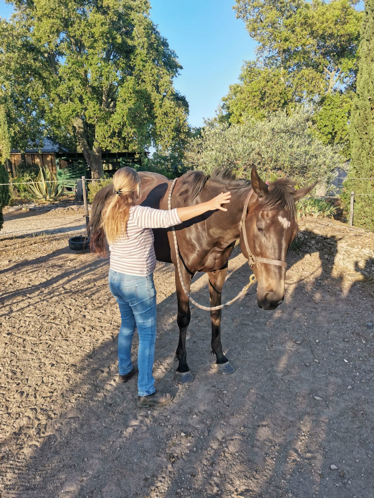 Véronique en séance d'osthéofluidique sur un cheval